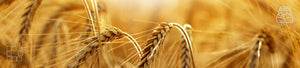 Wheat Wall Art Collection