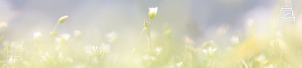 Wildflower Wall Art - Dan Kosmayer Fine Art Photography
