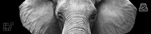 Elephant Wall Art Collection Featuring Photography of Elephants in the Wild