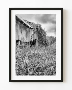 Overgrown abandoned Ontario barn with weathered timber beneath cloudy skies, black and white