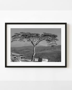 Spreading acacia tree beside an Indian mountain road in black and white.