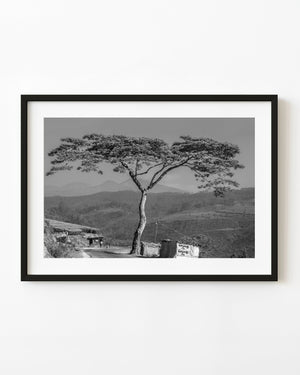 Spreading acacia tree beside an Indian mountain road in black and white.