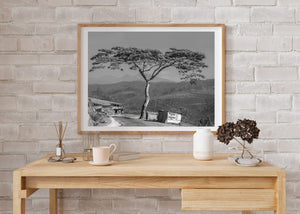 Black and white photograph of a spreading acacia tree against soft distant ridges.