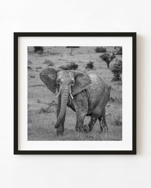 African elephant walking through grass with spread ears in black and white.