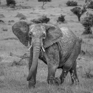 Close up portrait d'éléphant en pleine nature