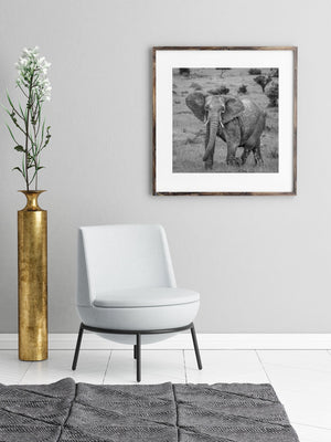 Photographie sauvage d'un éléphant d'Afrique