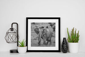 Textured skin of elephant in monochrome