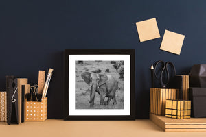 Fine art wildlife photo of lone elephant