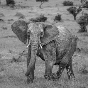 Close up elephant portrait in wilderness