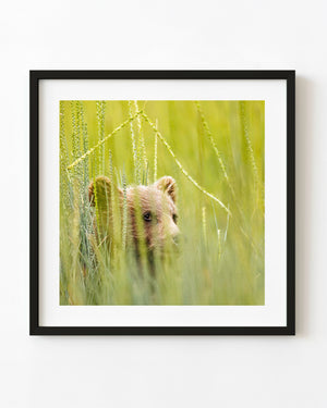 Alaska brown bear cub peeking through tall green grass and seed heads.
