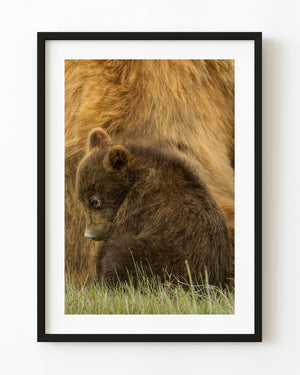 Alaska brown bear cub sitting in grass beside its mother’s golden-brown coat.