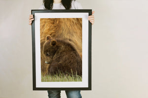 Wildtierfoto eines Bärenfamilienmoments