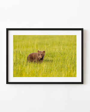 Alaska brown bear cub looking toward the camera from a bright green meadow.