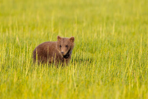 Colour wildlife photograph of a young brown bear surrounded by tall green grass in Alaska.
