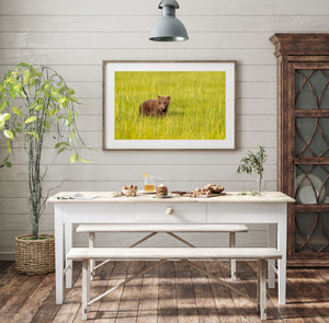 A small bear cub sits left of centre in an open field of green and yellow grass.