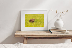 Rounded ears and a small muzzle rise above meadow grass around an Alaska bear cub.