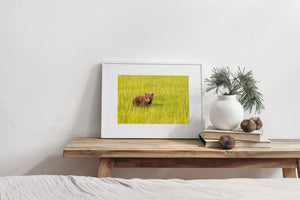Warm brown fur contrasts with fresh green blades in a spacious wildlife photograph.