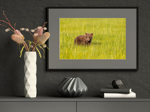 A bear cub looks out from tall grass against a softly blurred meadow background.