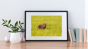 Horizontal colour photograph of a small brown bear in an Alaska grass field.