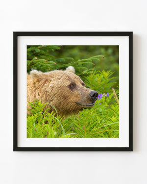 Alaska brown bear looking to the right among green plants and evergreen branches.