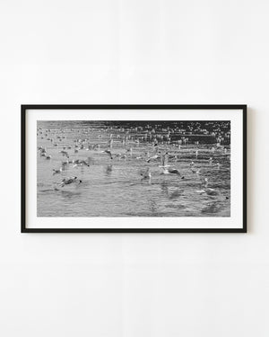 Alaska kittiwakes flying and resting across rippled water in black and white.