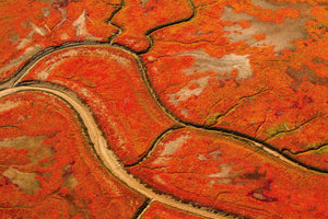 Blaze autunnale dell'Alaska | Arte da parete