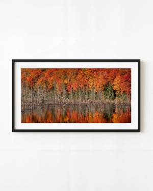 Orange autumn foliage and slender bare trees reflected in still Algonquin water.