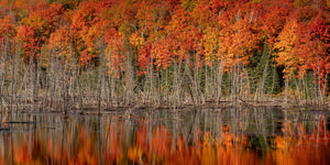 Colour Algonquin landscape with red-orange forest canopy above bare trunks and water reflections.