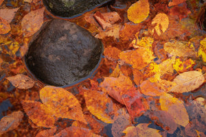 Colour nature photograph of fallen autumn foliage surrounding stream rocks in Algonquin Park.