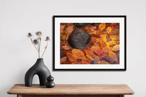 Algonquin stream detail with warm fallen leaves, rounded rocks and cool water highlights.
