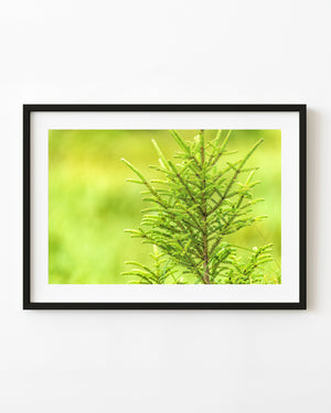 Evergreen treetop with fine needles against a soft yellow-green background in Algonquin Park.
