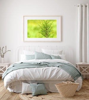 A central evergreen stem and slender branches stand clearly against soft green light.
