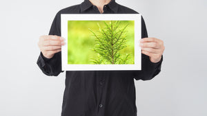 Brown stems and fresh green needles appear in gentle sunlight against a soft background.