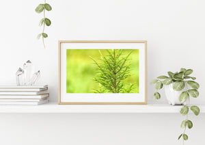 Algonquin botanical photograph of an isolated evergreen treetop surrounded by green tones.