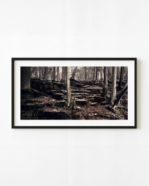Pale forest trunks rising among dark rock ledges in a sepia Algonquin woodland photograph.