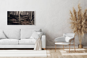 Filtered woodland light catches rock edges and tree roots in a warm sepia landscape.