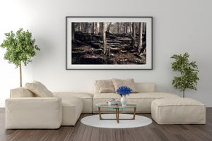 Wide sepia photograph of rugged forest ground and trees growing among layered rocks.