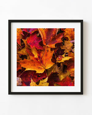 Overlapping red, orange and gold autumn leaves filling a close Algonquin Park photograph.