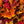 Square colour nature photograph of layered autumn foliage with pointed edges and fine veins.