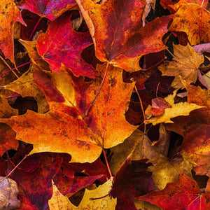 Square colour nature photograph of layered autumn foliage with pointed edges and fine veins.