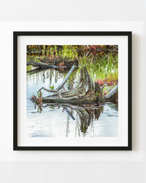 Weathered swamp stump and its reflection among green reeds and reddish plants in Algonquin Park.