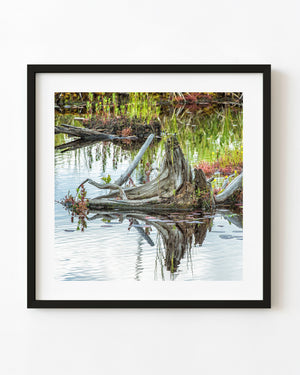 Weathered swamp stump and its reflection among green reeds and reddish plants in Algonquin Park.