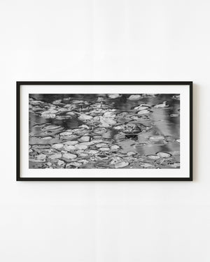Bullfrog head and a small reflection among floating leaves in an Algonquin pond, black and white.