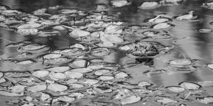 Monochrome nature photograph of a bullfrog above pond water with overlapping floating leaves.