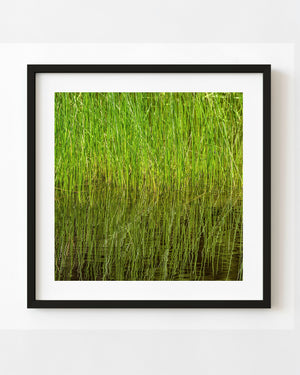 Bright green swamp grass and wavering reflections in Algonquin Park water.