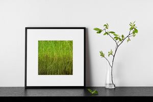 Dense upright grass stems contrast with delicate rippled reflections below.