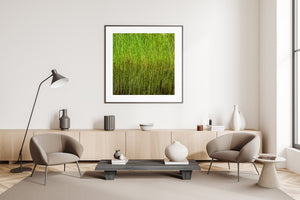 Close Algonquin swamp photograph of fine green grasses and fluid reflected lines.