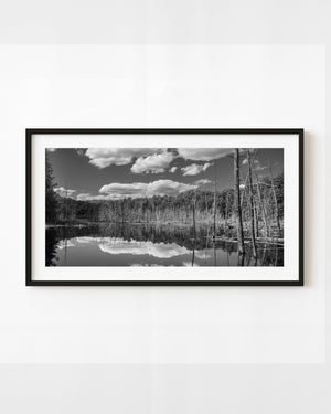 Bare swamp trees and bright clouds reflected in still Algonquin Park water, black and white.
