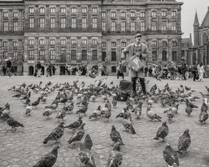 A flock of pigeons fills Dam Square with the Amsterdam Royal Palace behind.