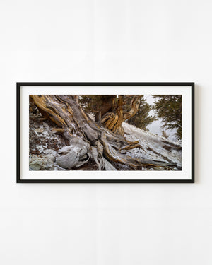 Ancient bristlecone pine trunk with twisted silver and gold wood across a snowy California slope.